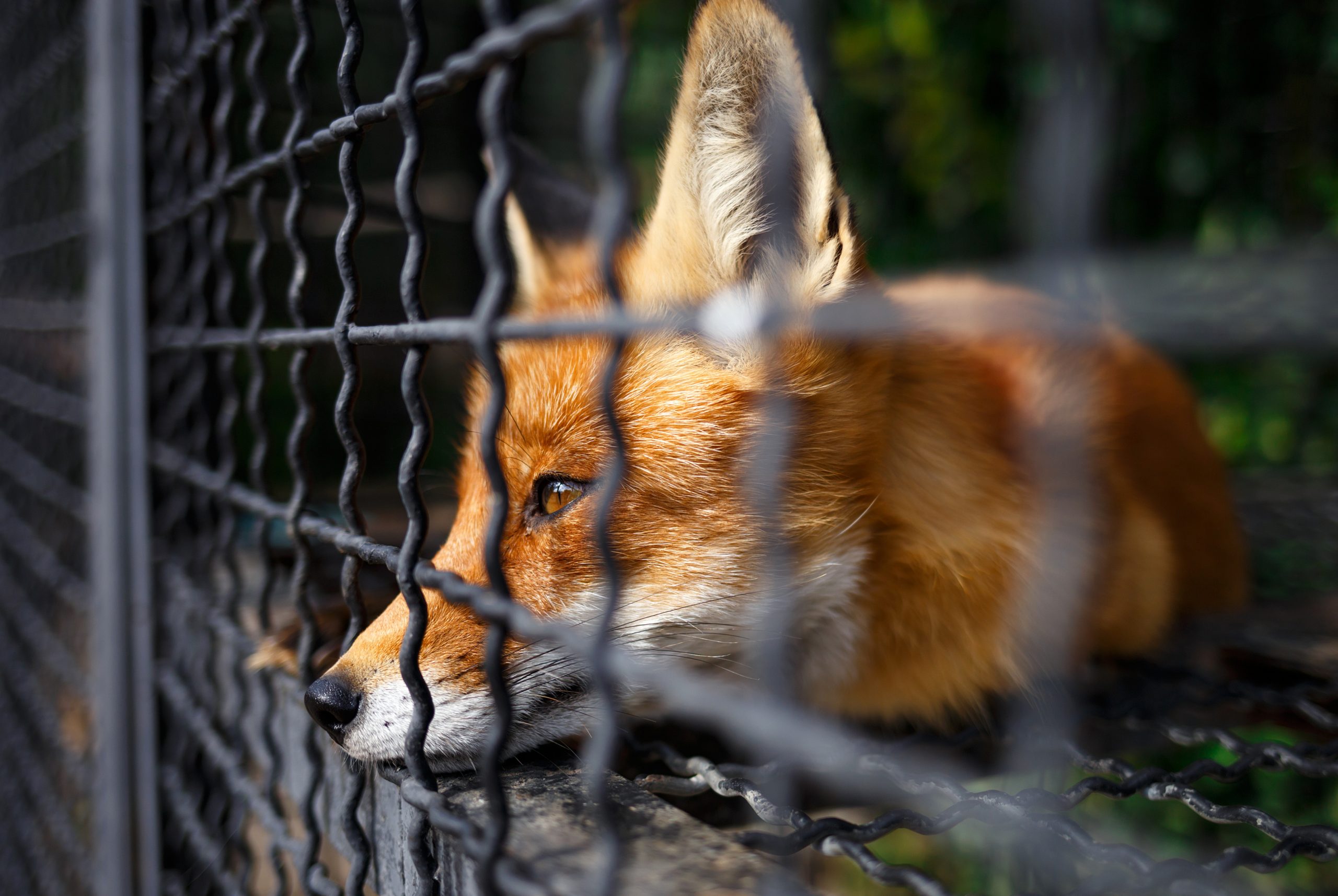 traurig guckender Fuchs in einem Käfig